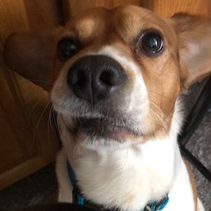 Meet your Posher, Abbey